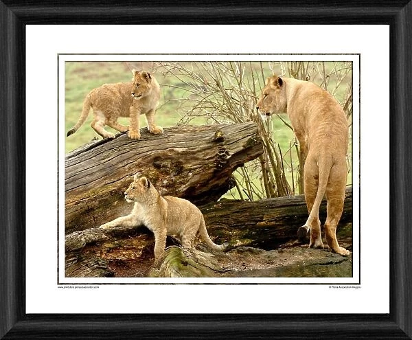 African Lion Cubs Framed Photographic Print