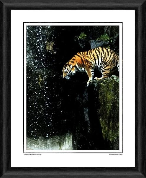 Amur Tiger Framed Photographic Print