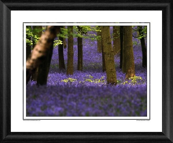 Bluebell Wood Framed Photographic Print