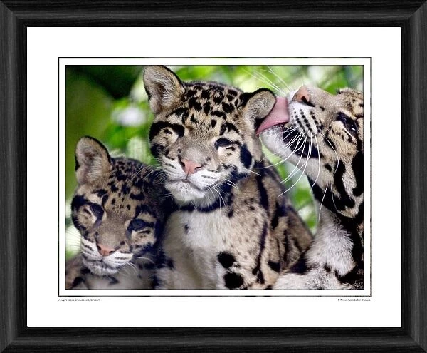 Clouded Leopard Cubs Framed Photographic Print
