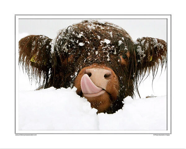 Highland Cow Framed Photographic Print