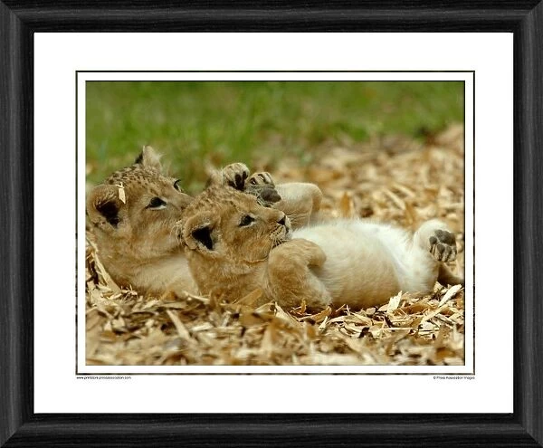 Lion Cubs Framed Photographic Print