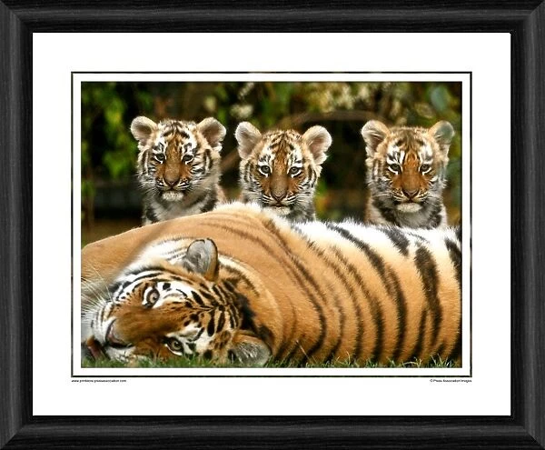 Siberian Tiger Cubs Framed Photographic Print