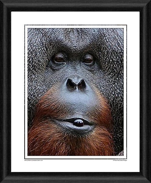 Sibu The Orangutan Framed Photographic Print