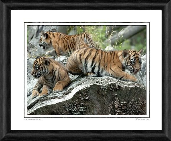 Sumatran Tiger Cubs Framed Photographic Print