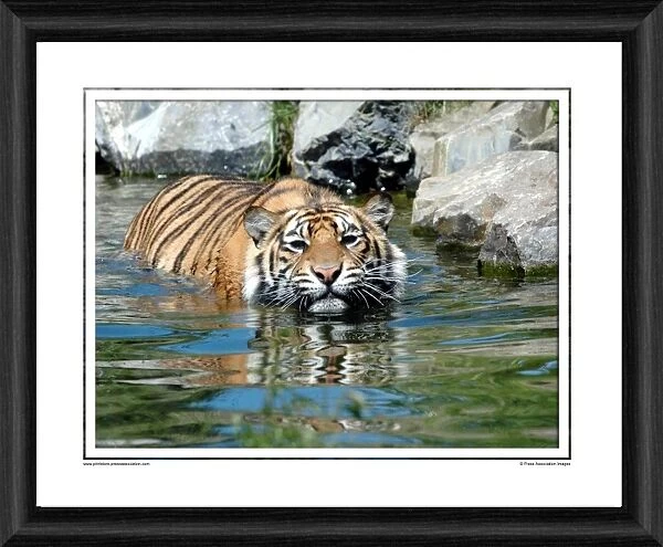 Sumatran Tiger Framed Photographic Print