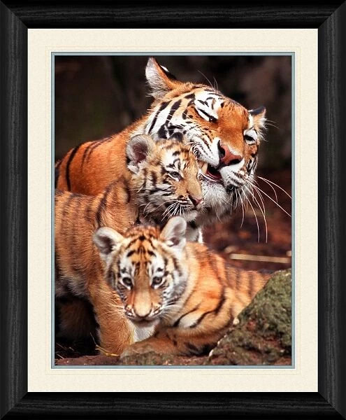 Tiger and Cubs Framed Print