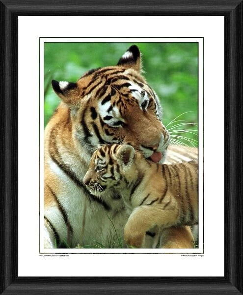 Wanda With Tiger Cub Framed Photographic Print