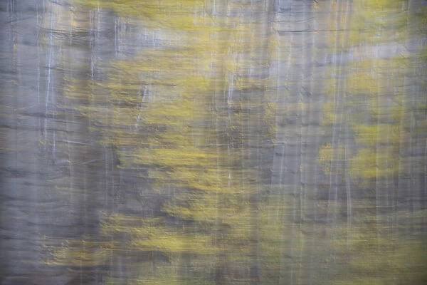 USA, Colorado, Gunnison National Forest. Impressionistic abstract of aspens. Credit as