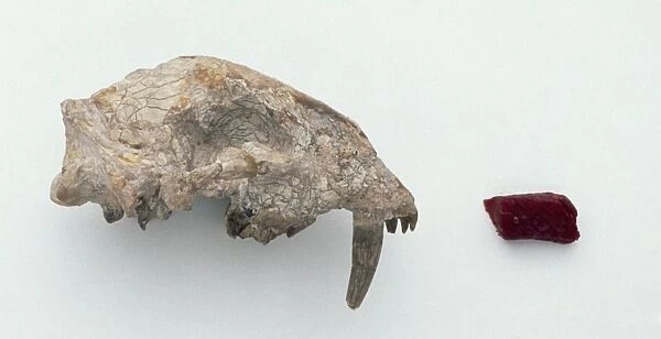 Fossilized skull of Hoplophoneus and some red meat