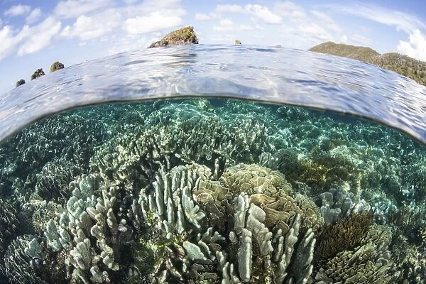 A beautiful coral reef in Raja Ampat, Indonesia