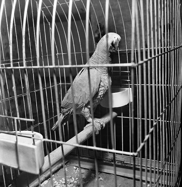 Sid - the African grey parrot. December 1969 Z11857