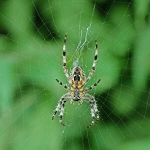Garden Orb Web / Garden Cross Spider - UK