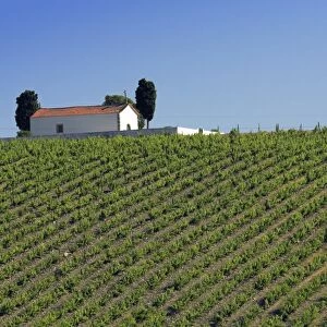 Chapel and vineyards