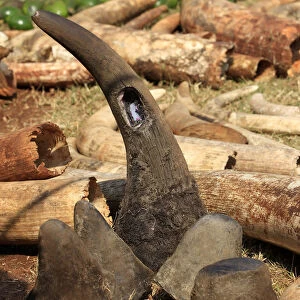 A rhino horn previously fitted with a radio transmitter is seen among elephant tusks