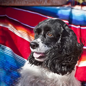 Headshot of a Cocker Spaniel sitting on a Mexican blanket