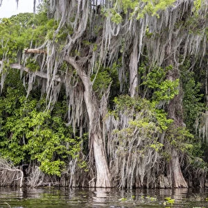 Usa, Florida. Cypress trees around Lochloosa Lake