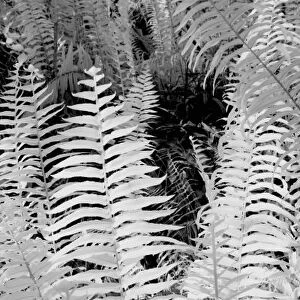 Wild giant leather fern, Florida, USA