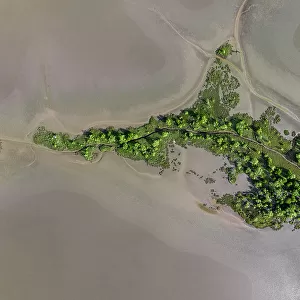 Plants growing on a mud flat shot from a drone perspective, Wyndham, Western Australia, Australia