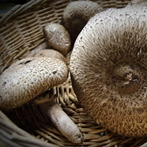 Freshly collected Agaricus augustus, also known as the Prince, a mushroom of the