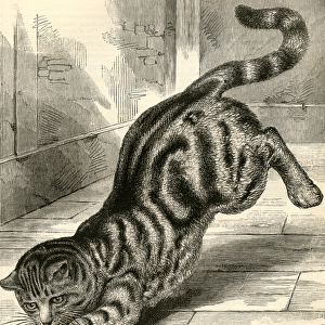 Tabby Cat Pouncing on a Mouse, 1904 (engraving)