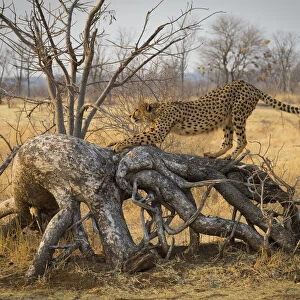 Cheetah (Acinonyx jubatus) stretches on a downed tree. Zimbabwe. September