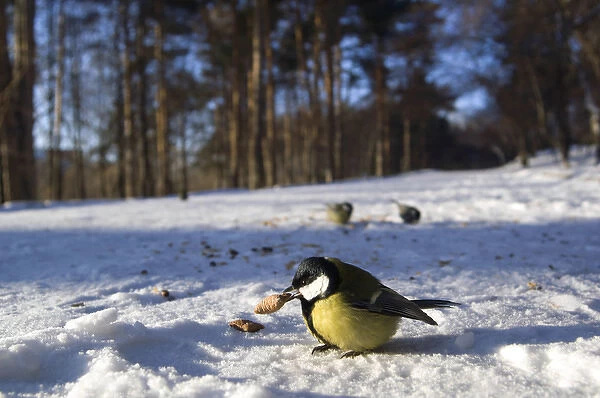 Great Tit - tries to keep warm at -35 degrees celcius