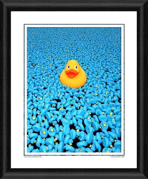 The Great British Duck Race Framed Photographic Print