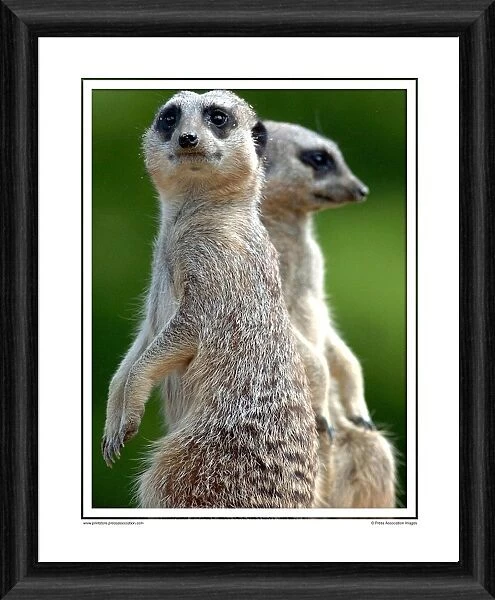 Meerkat Framed Photographic Print