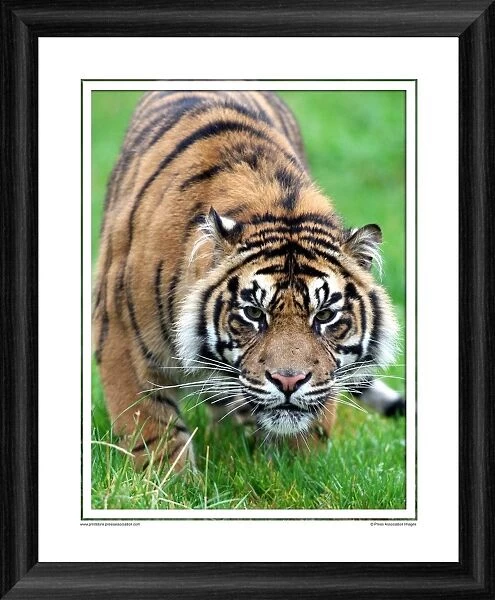 Rare Sumatran Tiger Framed Photographic Print