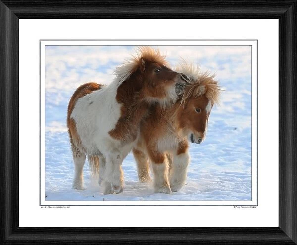 Shetland Ponies Framed Photographic Print