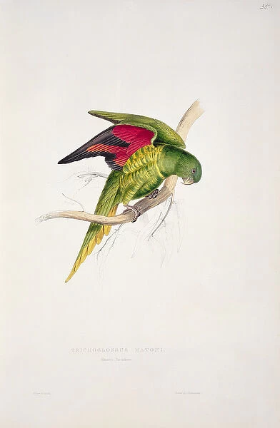 Matons Parakeet (colour litho)