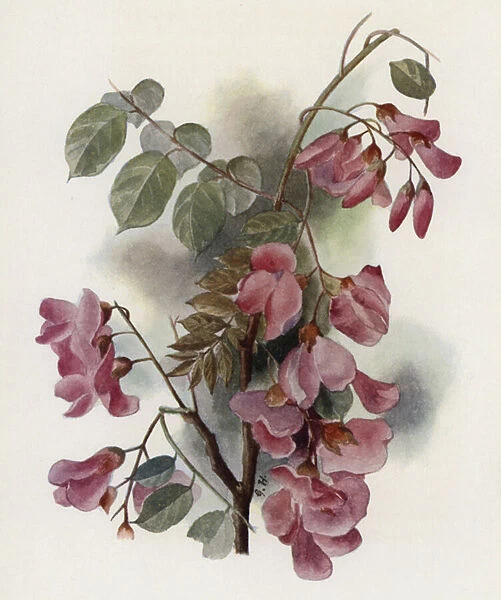 Robinia Hispida (colour litho)