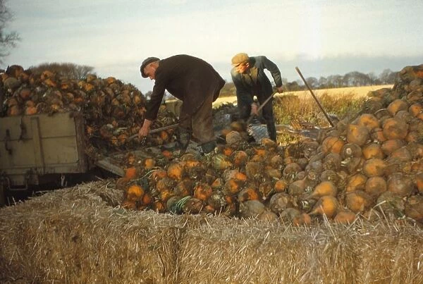 Clamp Swedes in late Autumn, Yorkshire, c1960. Artist: CM Dixon