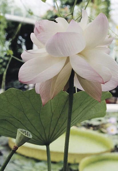 JOC_0067. Nelumbo nucifera. Lotus - Sacred lotus. White subject