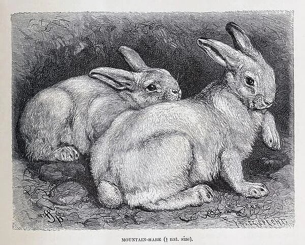 Mountain Hare from the The royal natural history edited by Richard Lydekker, Volume III published in 1893
