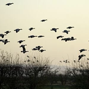 Barnacle Geese - In flight - Caelaverock Scotland