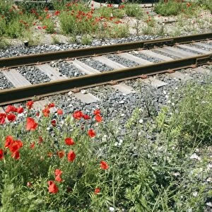 Poppies beside a rail track