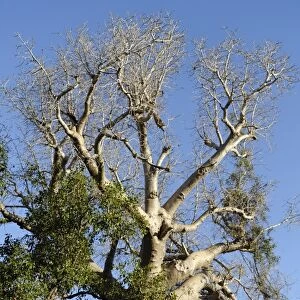 Spiral trunk of baobab tree, between Morondava and Belon i Tsiribihina, Madagascar, Africa