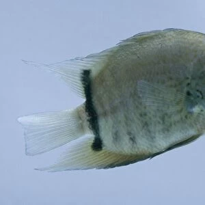 Severum (Heros severus), tropical freshwater fish, side view