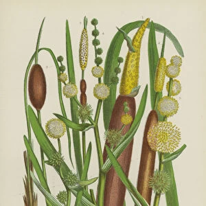 Great Reed Mace, Lesser Reed Mace, Dwarf Reed Mace, Branched Bur Reed, Unbranched Upright Bur... (colour litho)