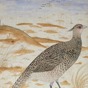 Himalayan cheer pheasant, Jahangir Period, Mughal, c. 1620 (watercolour)