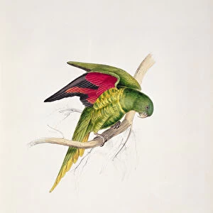 Matons Parakeet (colour litho)
