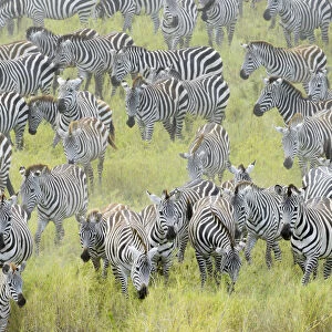 Plains Zebra (Equus burchellii) during migration, Serengeti national park, Tanzania