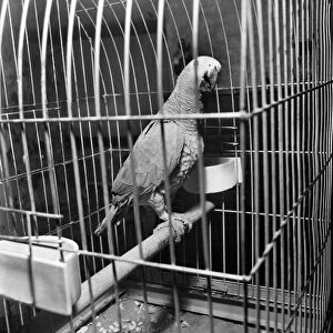 Sid - the African grey parrot. December 1969 Z11857